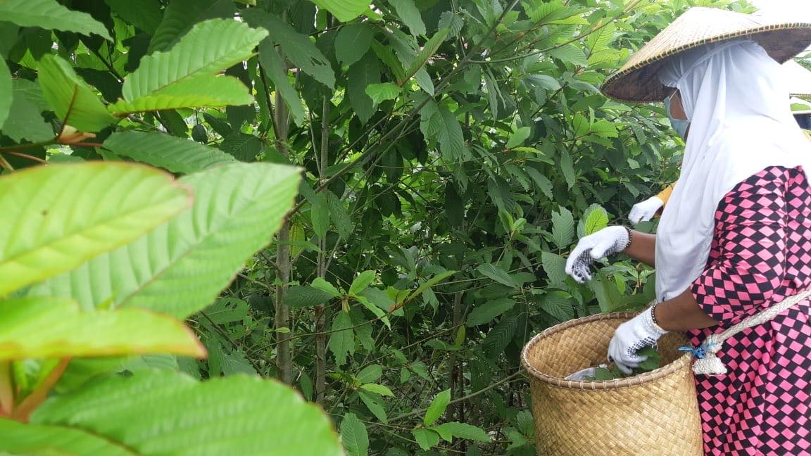 Kratom Sustainability