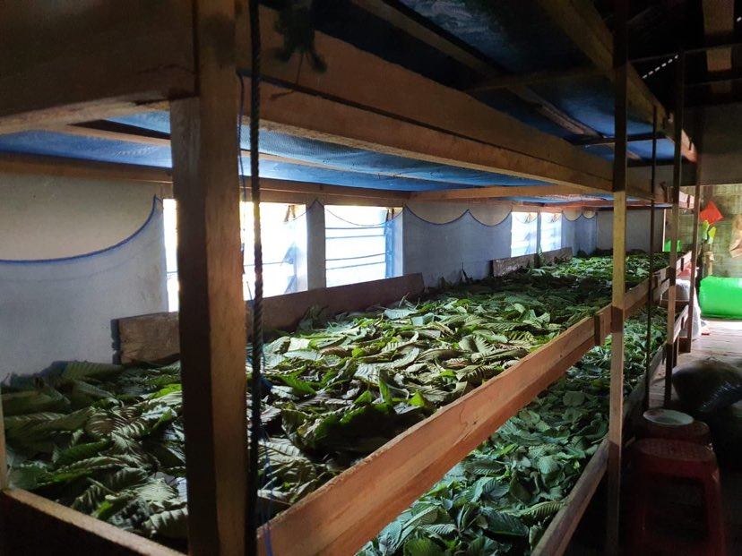 Kratom Farm Drying Rack