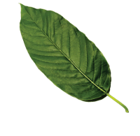 Kratom Leaf