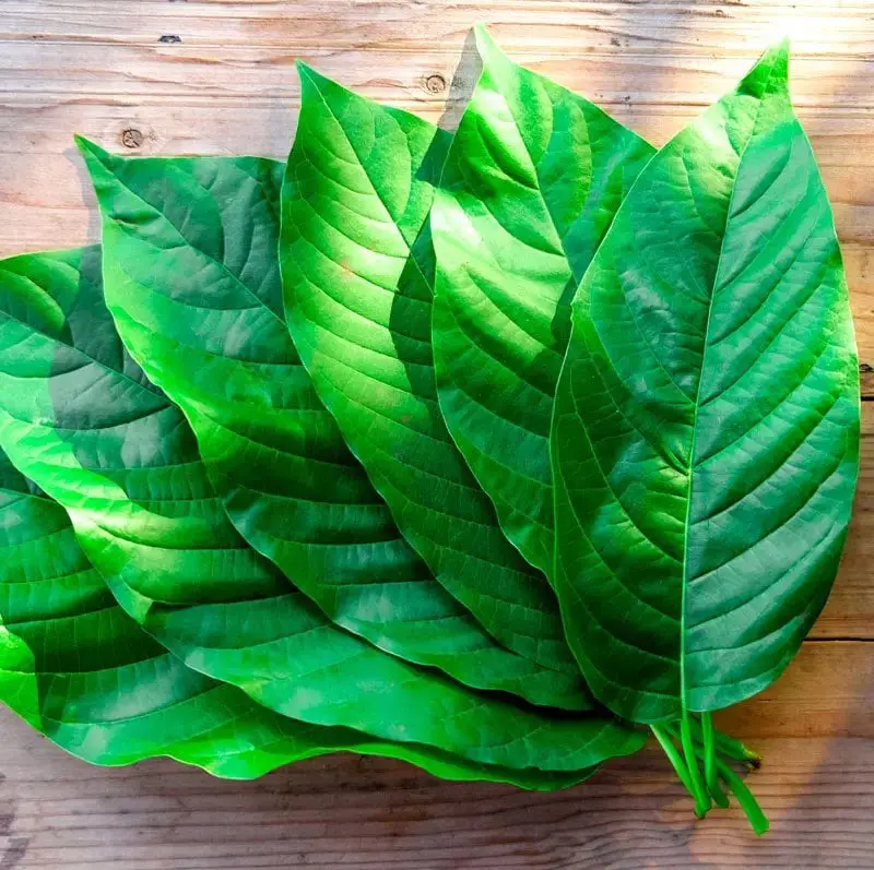 Phoria Kratom