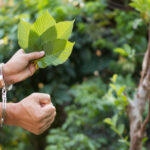 Kratom Legality