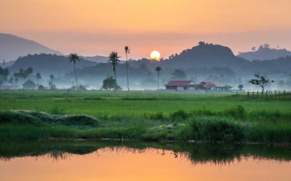 Kratom Field In Malaysia