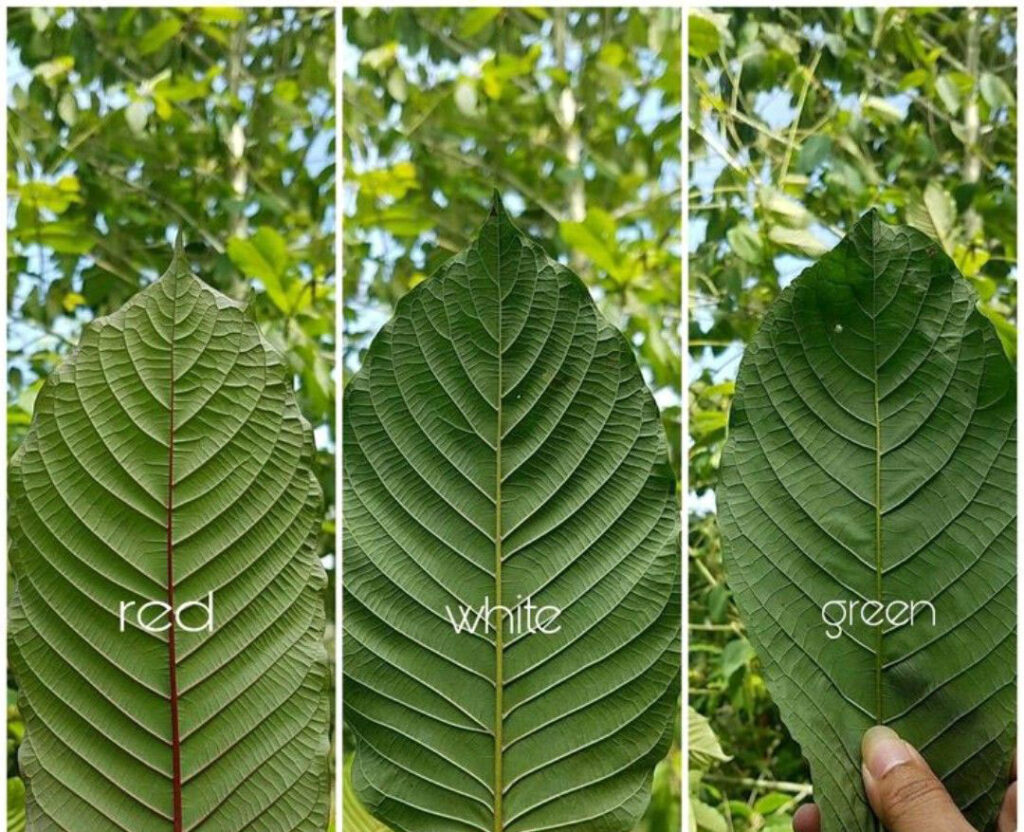 Kratom Strain Differences